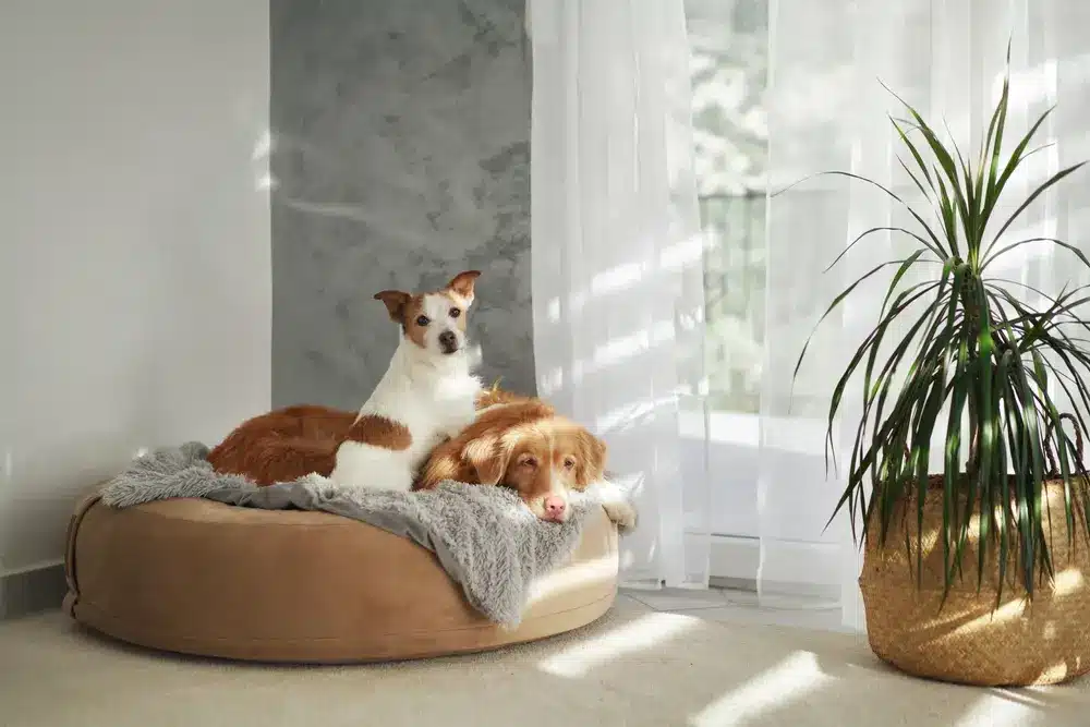 A,Jack,Russell,Terrier,Sits,Confidently,Beside,A,Relaxed,Retriever
