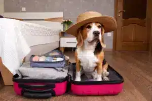 Beagle,Dog,In,Straw,Hat,Sits,In,Suitcase,In,Bedroom
