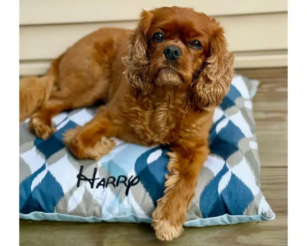 Harry 20x24 Pillow Bed