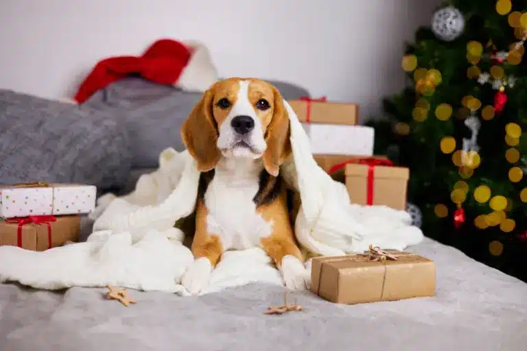 dogbed blogs ()