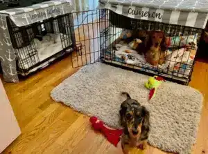 Lemley Gilbert and Cameron