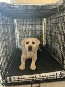 Max custom crate cover and bed