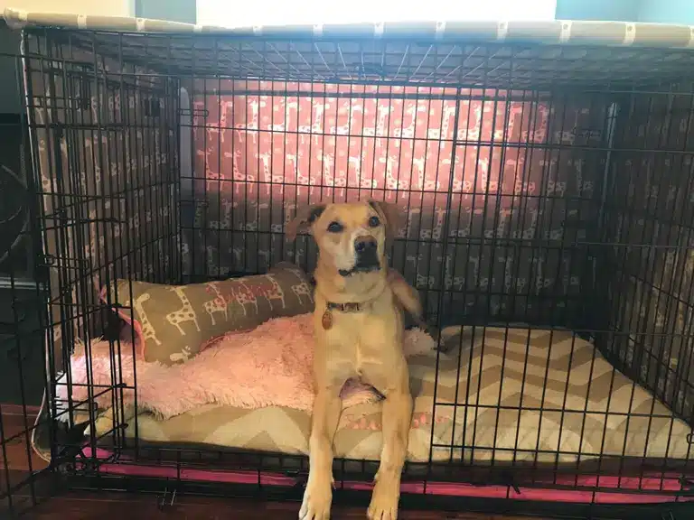 Simba